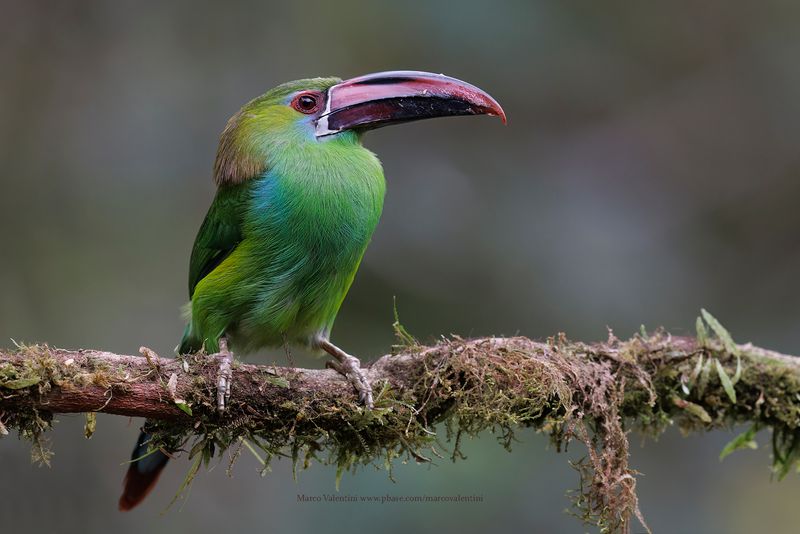 Crimson-rumped Toucanet - Aulacorhynchus haematopygus