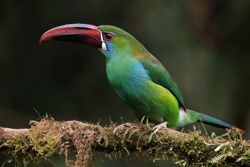 Crimson-rumped Toucanet - Aulacorhynchus haematopygus