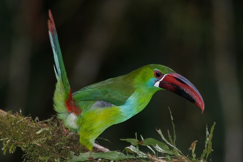 Crimson-rumped Toucanet - Aulacorhynchus haematopygus