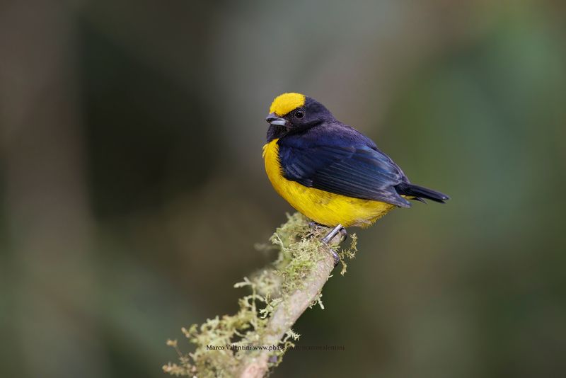 Orange-bellied Euphonia - Euphonia xanthogaster