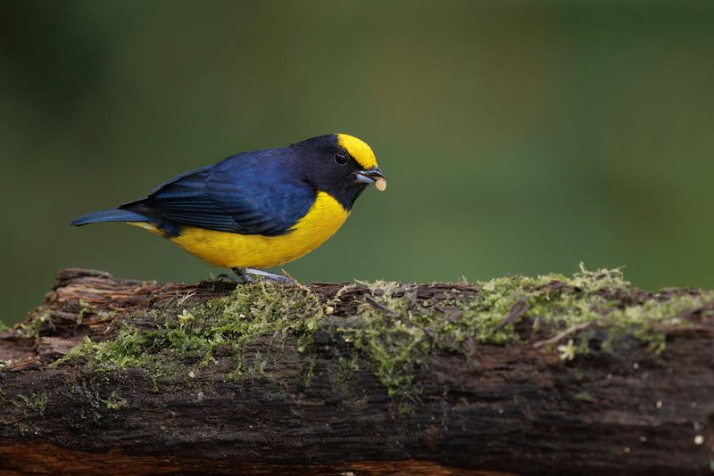 Orange-bellied Euphonia - Euphonia xanthogaster