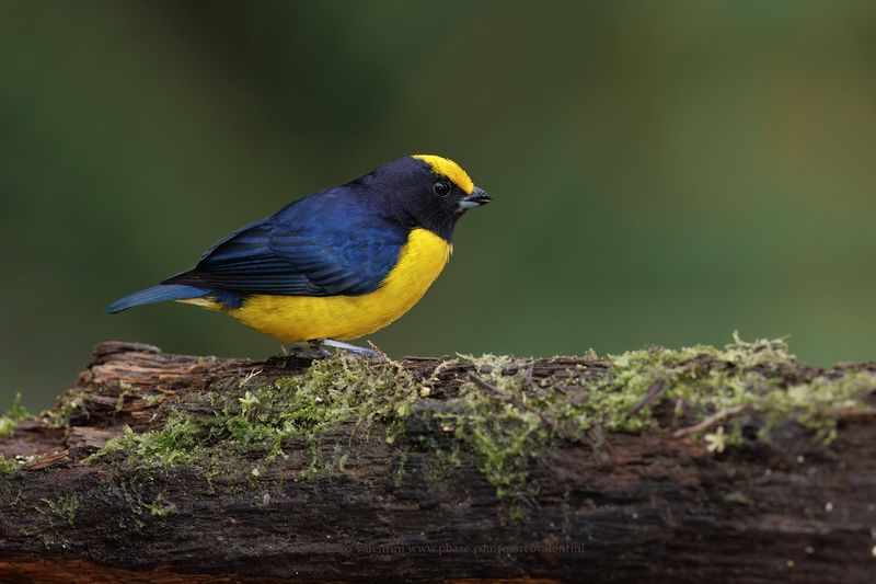 Orange-bellied Euphonia - Euphonia xanthogaster