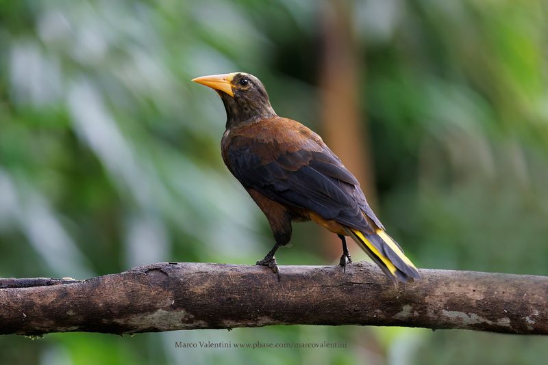 Russet-backed Oropendola - Psarocolius angustifrons