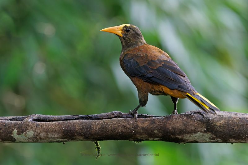 Russet-backed Oropendola - Psarocolius angustifrons