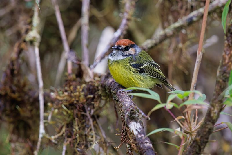 Rufous-crowned Tody-Flycatcher - Poecilotriccus ruficeps
