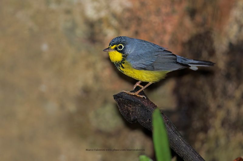 Canada warbler - Cardellina canadensis