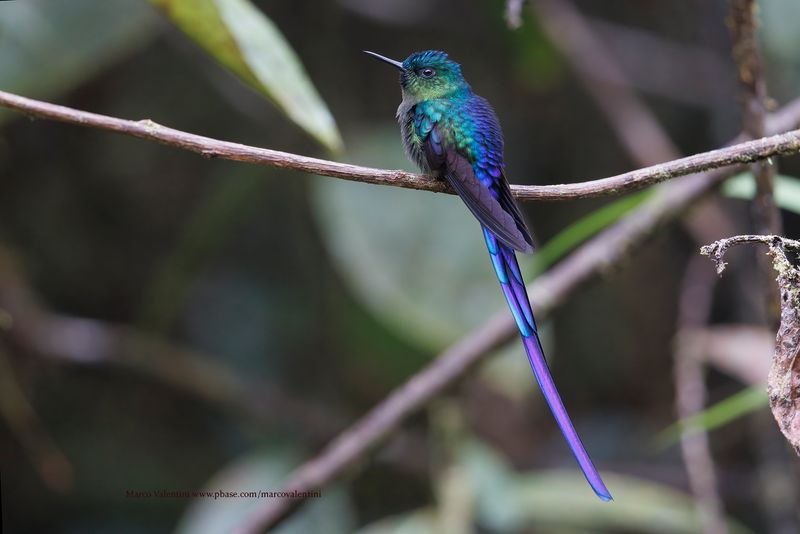 Violet-tailed Sylph - Aglaiocercus coelestis