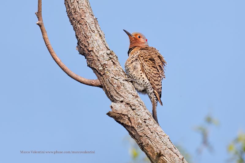 Northern Flicker - Colaptes auratus