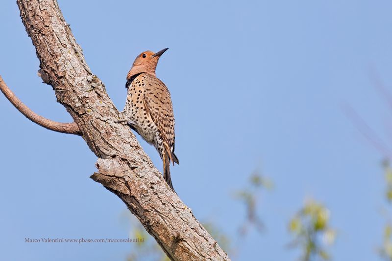 Northern Flicker - Colaptes auratus