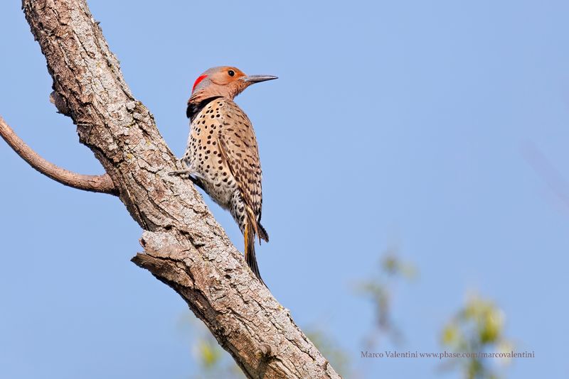 Northern Flicker - Colaptes auratus