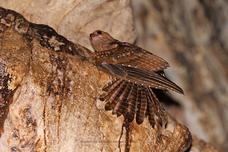 Oilbird - Steatornis caripensis