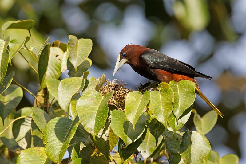 Chestnut-headed Oropendola - Psarocolius wagleri