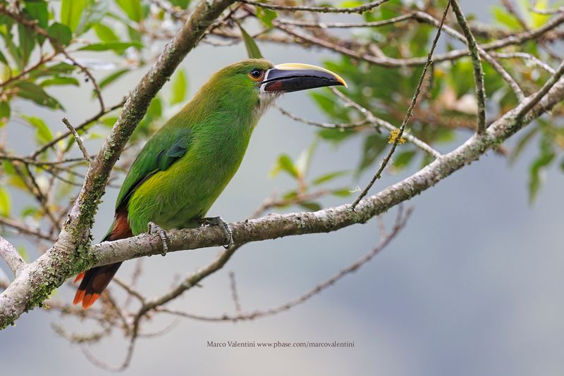 Southern Emerald-Toucanet - Aulacorhynchus albivitta