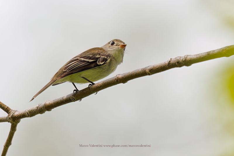 Least Flycatcher - Empidonax minimus