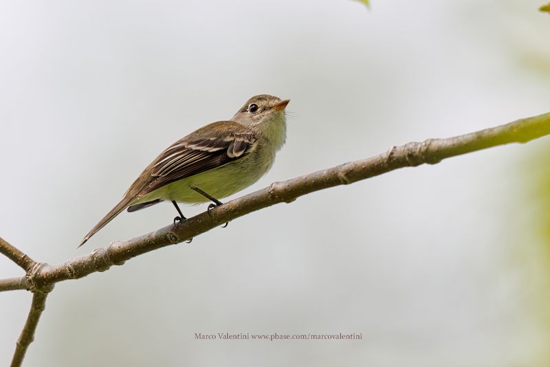 Least Flycatcher - Empidonax minimus