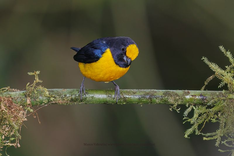 Orange-bellied Euphonia - Euphonia xanthogaster