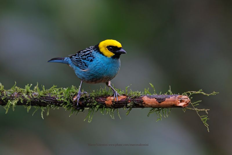 Saffron-crowned Tanager - Tangara xanthocephala