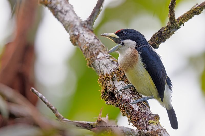 White-mantled Barbet - Capito hypoleucus