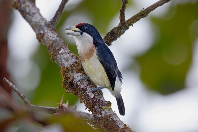 White-mantled Barbet - Capito hypoleucus