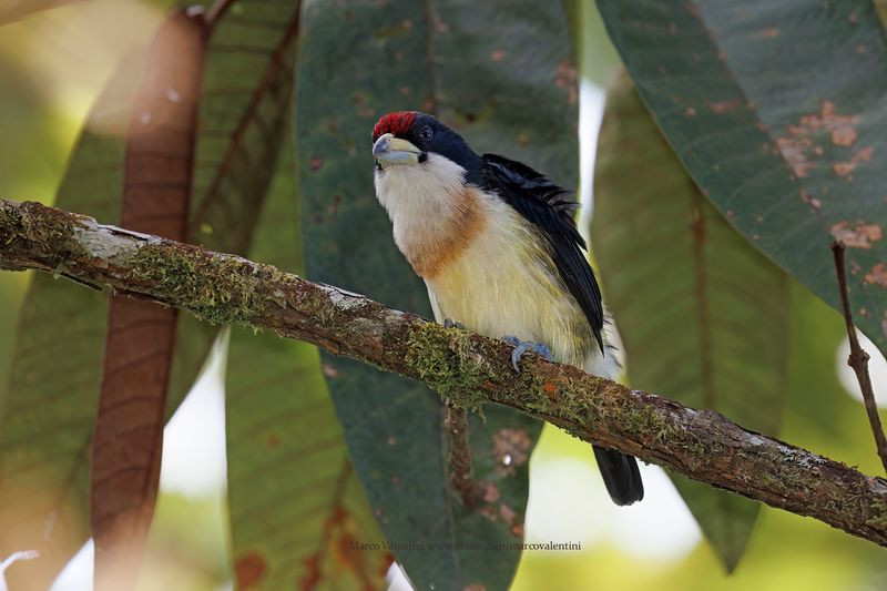 White-mantled Barbet - Capito hypoleucus