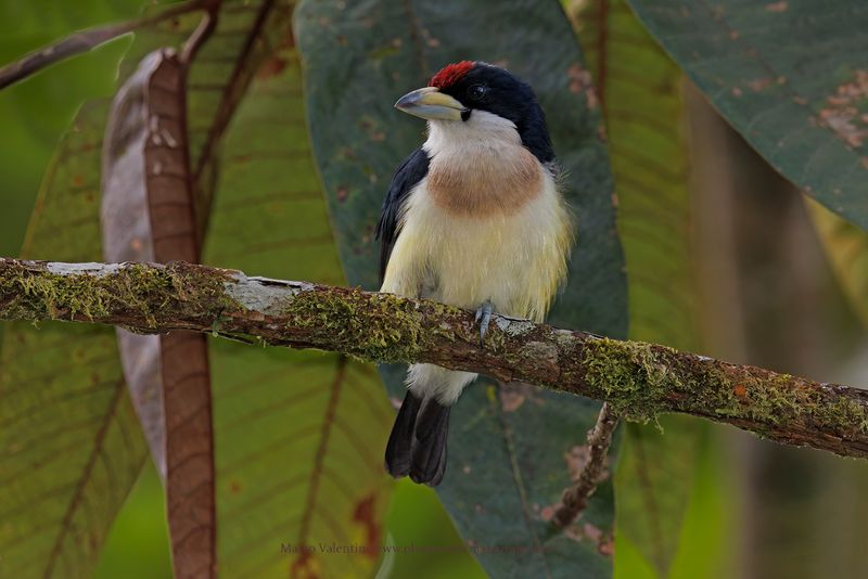 White-mantled Barbet - Capito hypoleucus