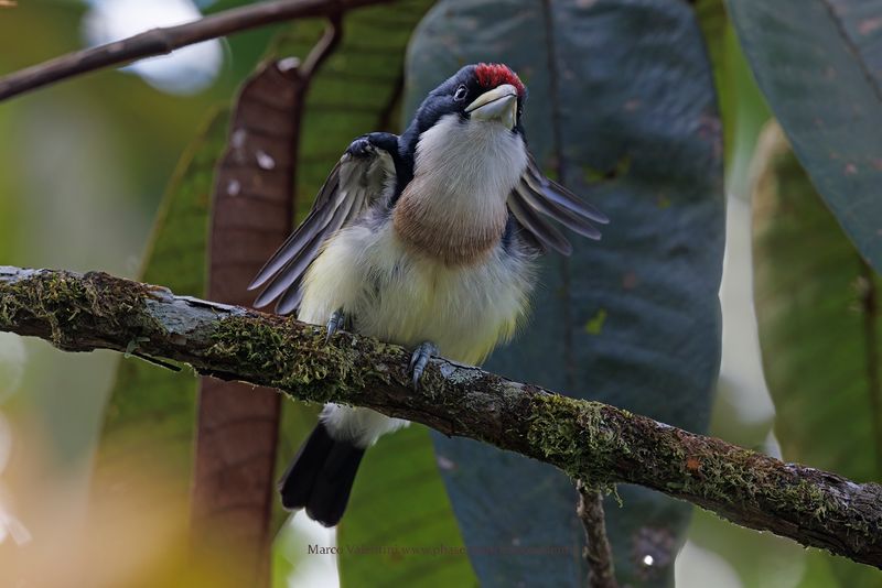White-mantled Barbet - Capito hypoleucus