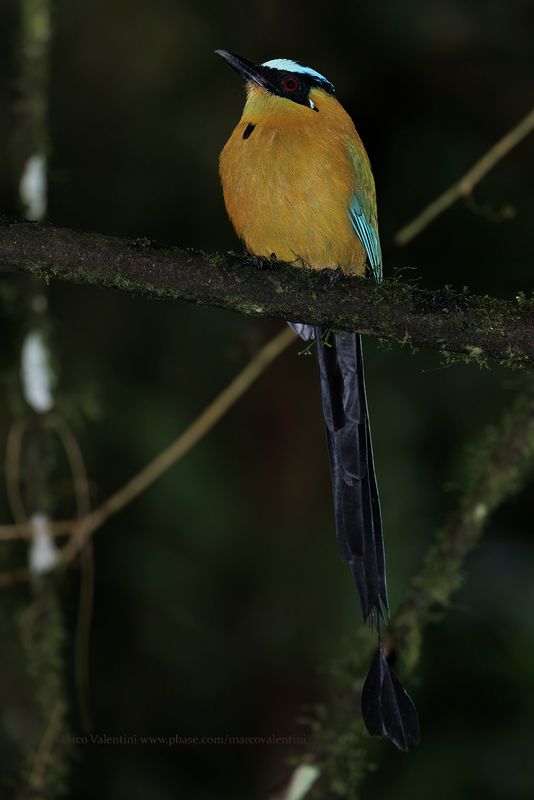 Andean Motmot - Momotus aequatorialis