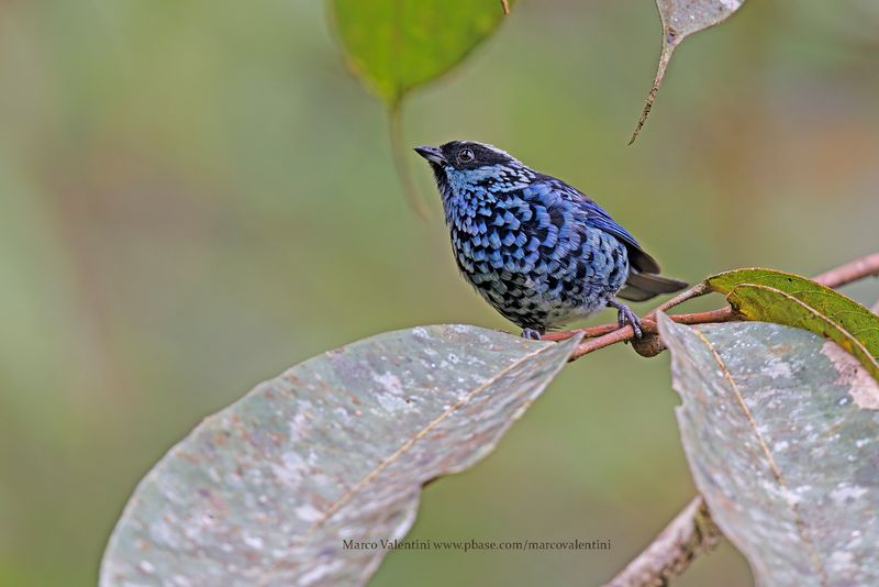 Beryl-spangled Tanager - Tangara nigroviridis