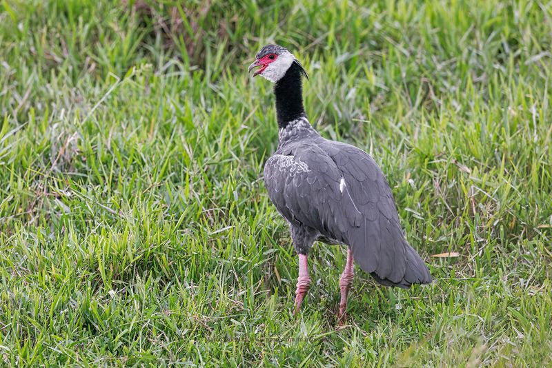 Northern Screamer - Chauna chavaria