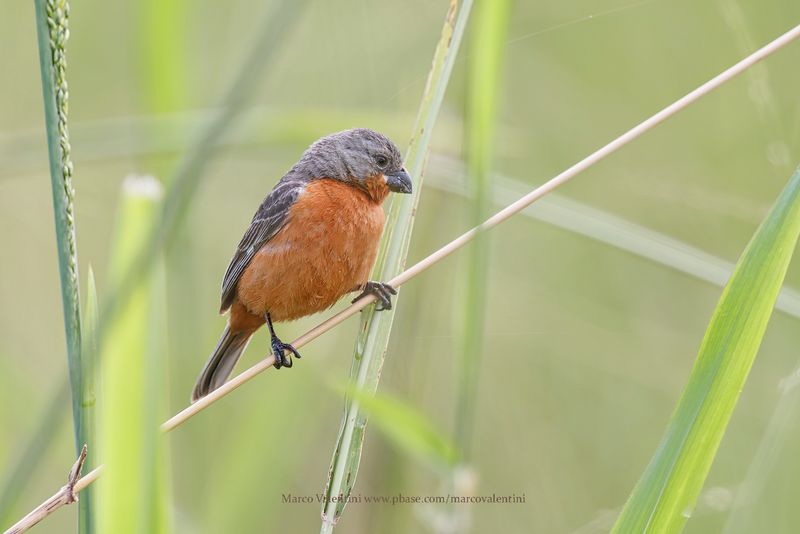 Ruddy-breasted Seedeater - Sporophila minuta