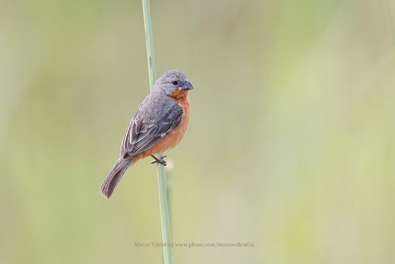 Ruddy-breasted Seedeater - Sporophila minuta