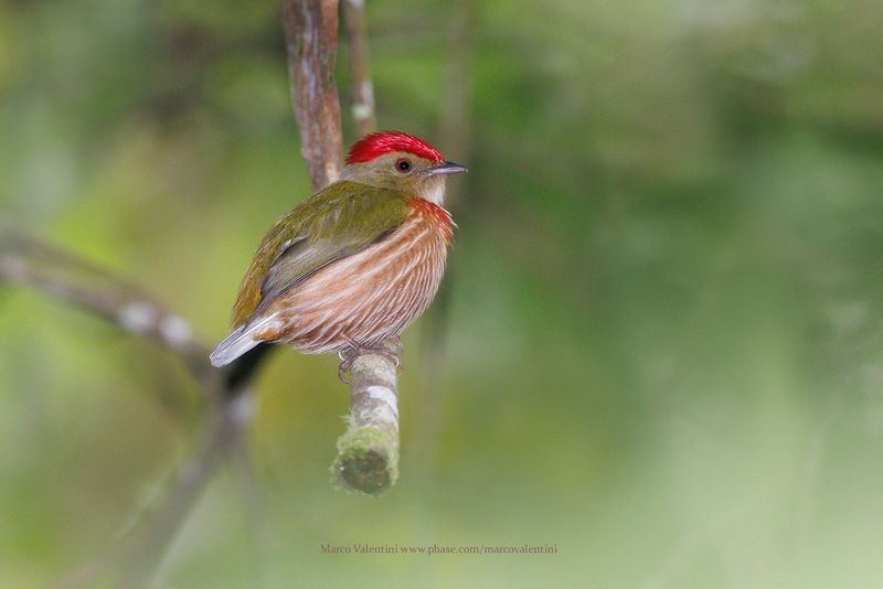 Striolated Manakin - Machaeropterus striolatus