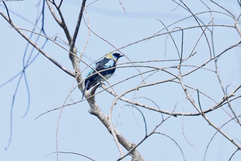 Golden-hooded Tanager - Stilpnia larvata