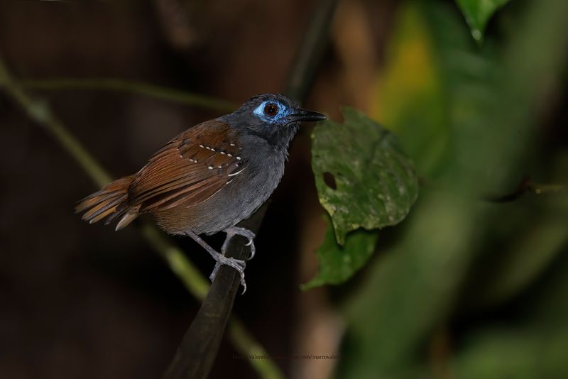 Chestnut-backed Antbird - Poliocrania exsul