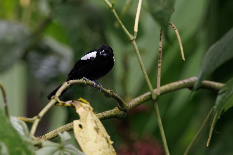 White-shouldered Tanager - Loriotus luctuosus