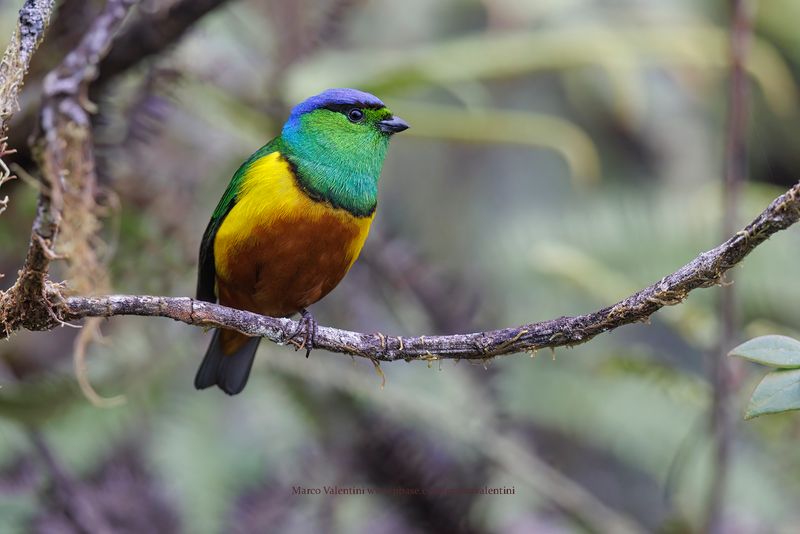 Chestnut-breasted Chlorophonia - Chlorophonia pyrrhophrys