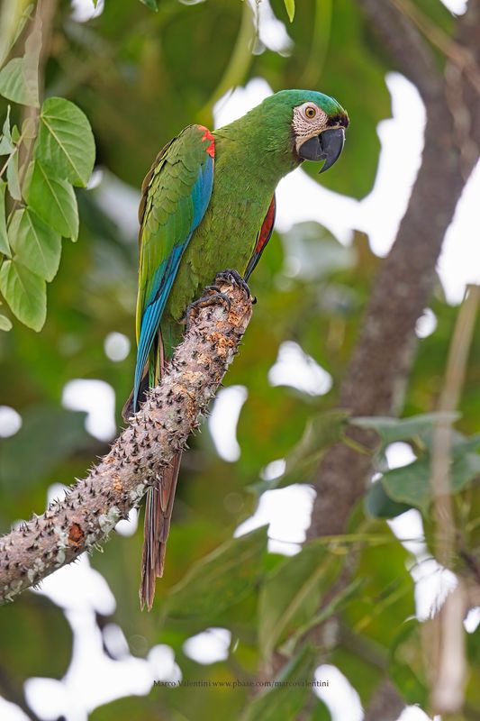 Chestnut-fronted Macaw - Ara severus