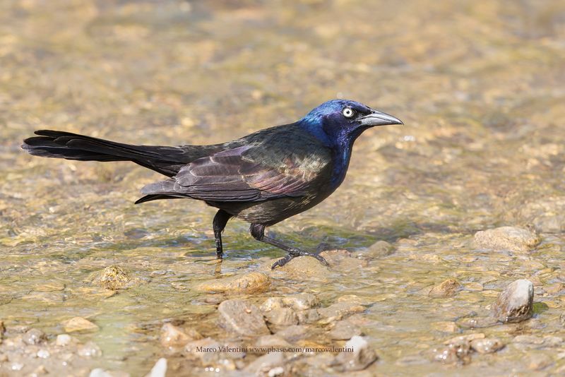 Common Grackle - Quiscalus quiscula