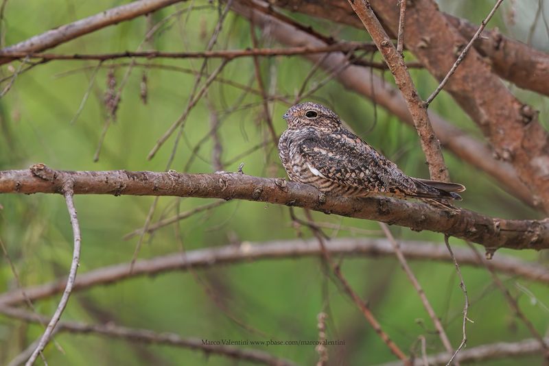 Lesser Nighthawk - Chordeiles acutipennis