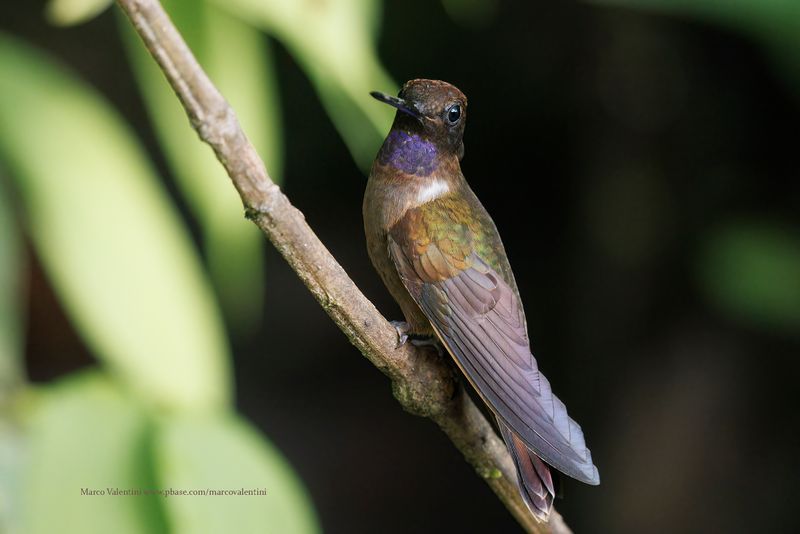 Brown Inca - Coeligena wilsoni