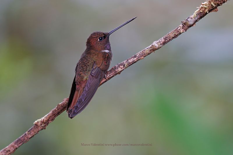 Brown Inca - Coeligena wilsoni