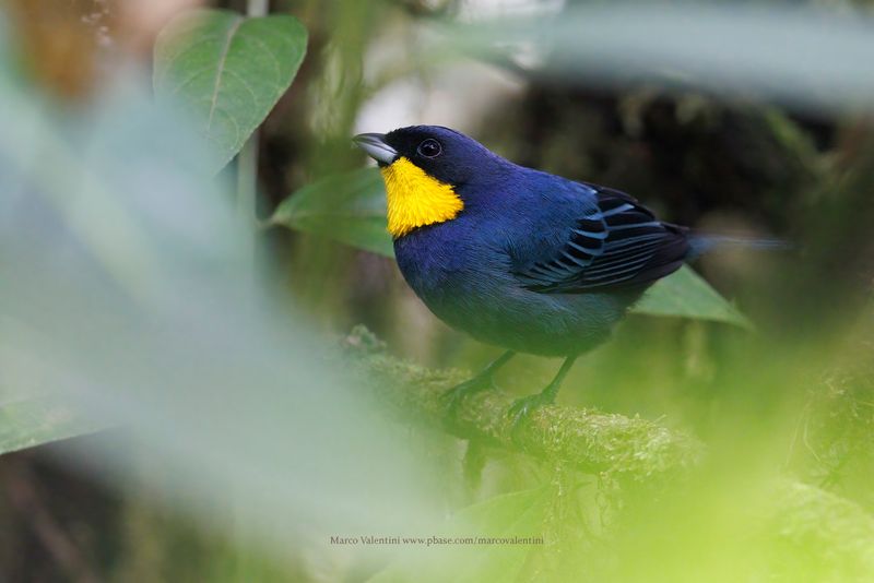 Purplish-mantled Tanager - Iridosornis porphyrocephalus