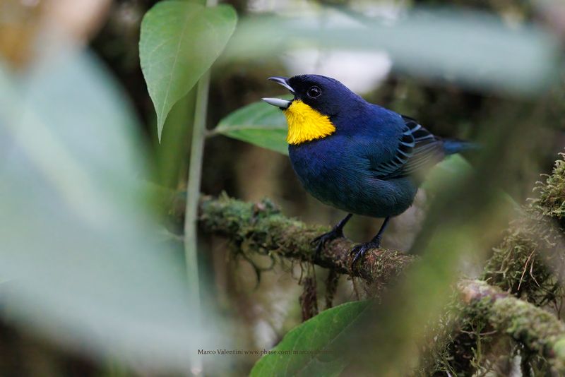 Purplish-mantled Tanager - Iridosornis porphyrocephalus