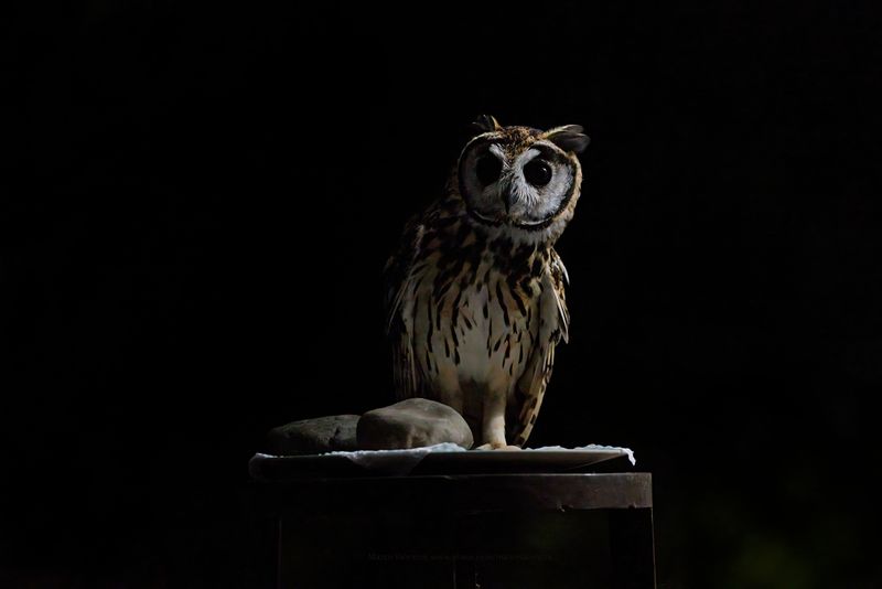 Striped Owl - Asio clamator