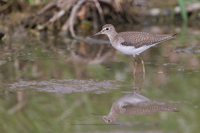 Solitary sandpiper - Tringa solitaria