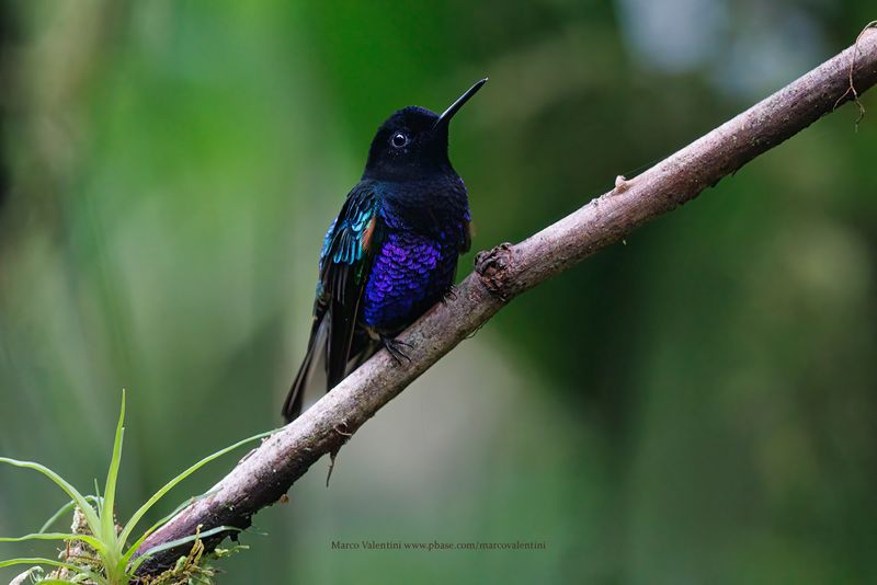 Velvet-purple Coronet - Boissonneaua jardini