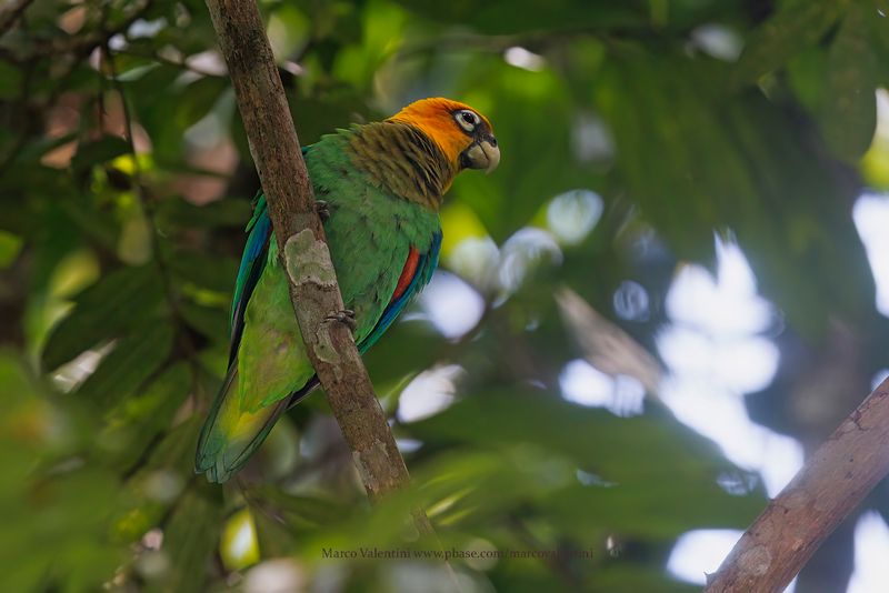 Saffron-headed Parrot - Pyrilia pyrilia