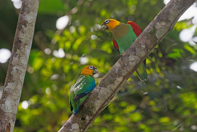 Saffron-headed Parrot - Pyrilia pyrilia