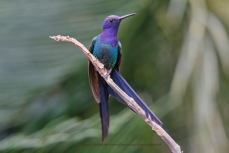 Swallow-tailed Hummingbird - Eupetomena macroura