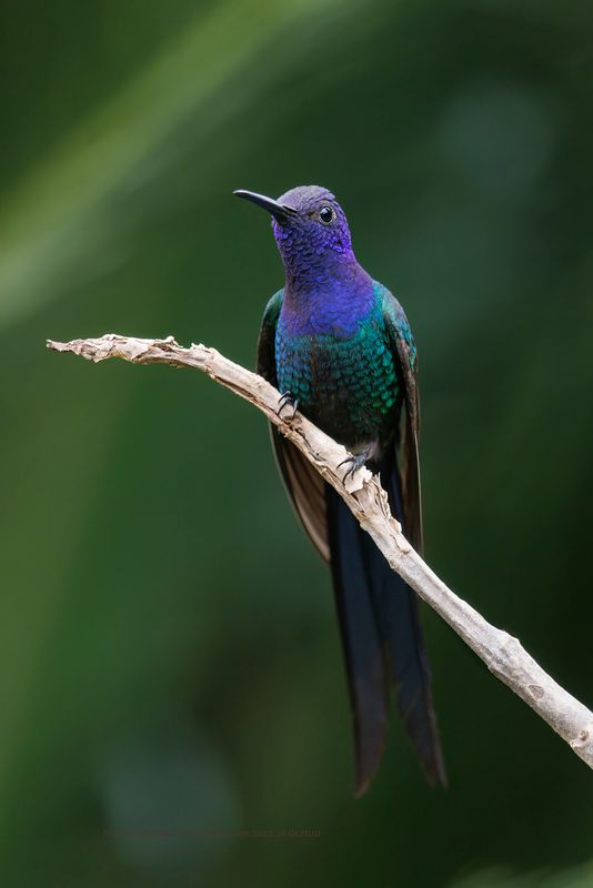 Swallow-tailed Hummingbird - Eupetomena macroura